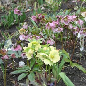 Helleborus - Juleroser og påskeklokker